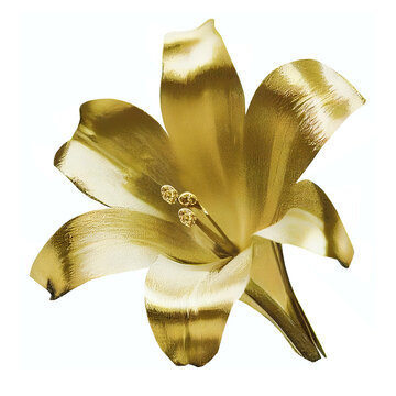 Gold Lily Flower Plant, White Background