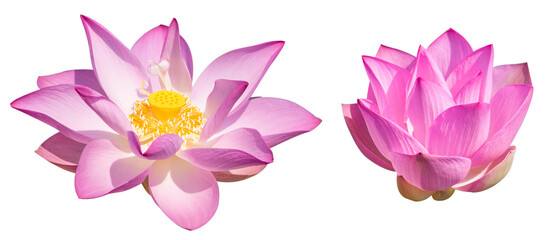 Lotus flower or pink lotus isolated on white background in Thailand. - obrazy, fototapety, plakaty