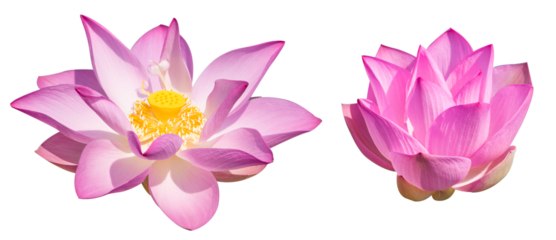 Lotus flower or pink lotus isolated on white background in Thailand.