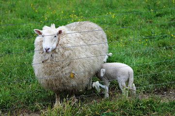 Lamb drinking milk - Centerville, California