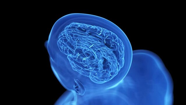 3d rendered medical animation of an active human brain