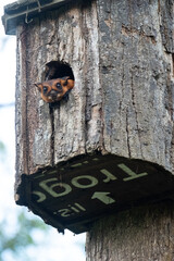 Red Giant Flying Squirrel looking straight from nest box