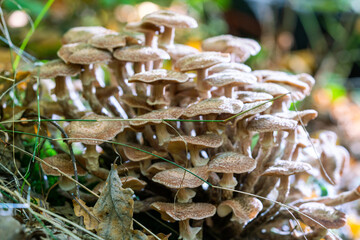 small mushrooms in a deciduous autumn forest