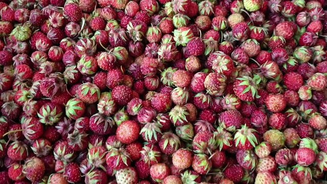 Fragaria viridis or wild meadow strawberry background. Ripe and fragrant summer berry pattern. Top view, flat lay video footage.