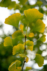 Autumn leaves of Ginkgo biloba, commonly known as ginkgo, gingko or maidenhair tree.
