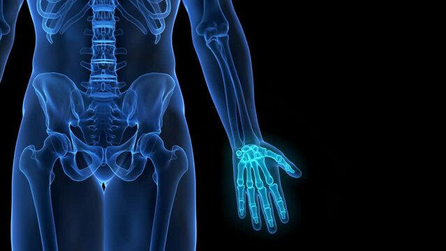 3d rendered medical animation of the hand bones