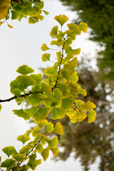 Autumn leaves of Ginkgo biloba, commonly known as ginkgo, gingko or maidenhair tree.