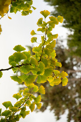 Autumn leaves of Ginkgo biloba, commonly known as ginkgo, gingko or maidenhair tree.