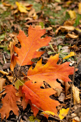 Red leaves of Northern red oak (Quercus rubra) in the autumn. Red oak fall foliage close up.