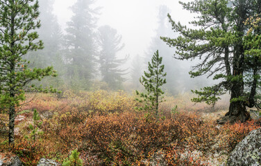 Wild forest, autumn nature, foggy morning