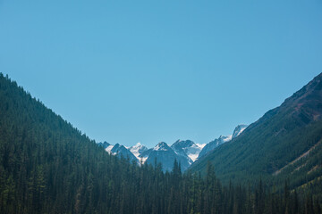 Atmospheric landscape with coniferous trees in valley with view to large snow mountains in bright sun under clear blue sky. Lush forest on steep slopes against high snowy mountain range in sunny day.