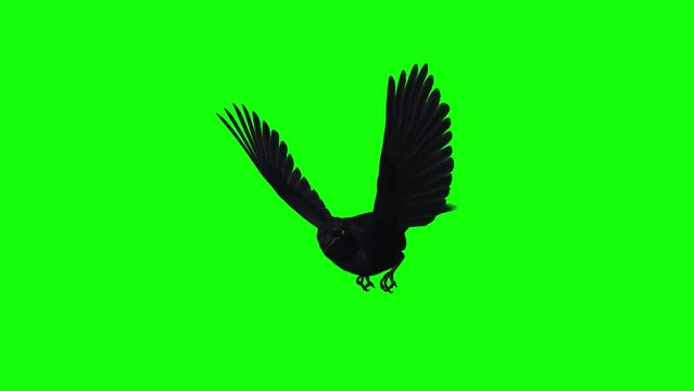 American Crow - Black Bird - Flying Loop - Back Angle View - Green Screen