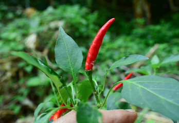 nature, ladybug, green, leaf, red, insect, plant, ladybird, bug, grass, leaves, flower, beetle, macro, spring, garden, flora, summer, tree, black, pepper, fruit, chili, natural
