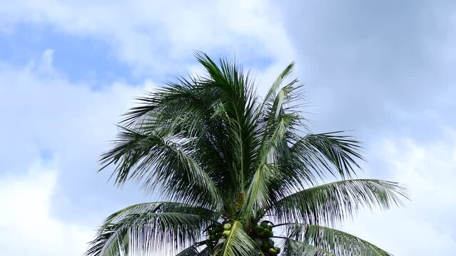 coconut palm trees with blue sky and clouds,Nature background Coconut palm trees blow in wind.