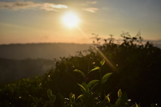 photo of sunset in the tea garden - West Java, Indonesia
