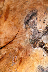 Close up of sawn tree trunk in warm tones