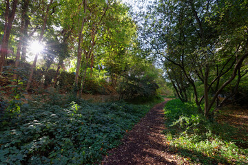 Fototapeta premium Railway track of the Petite Ceinture Paris' Abandoned Railway. 16th arrondissement of Paris city