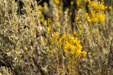 Obraz premium Desert or arid wildflower plaints, growing in the harsh landscape and lovelying lit by the sunshine. 