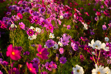 朝日に照らされるコスモス