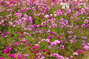 朝日に照らされるコスモス