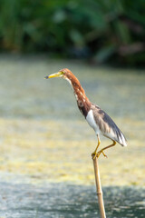 Close-up of a standing pond heron