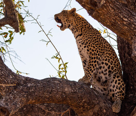 Leopard waking up from a sleep in a tree in the African wilderness