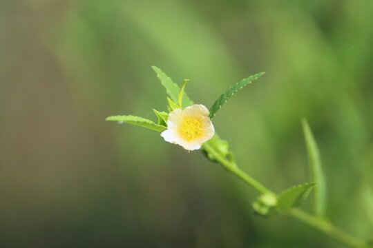 Cambodia. Sida acuta, the common wireweed, is a species of flowering plant in the mallow family, Malvaceae.