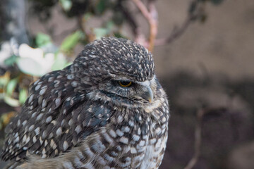Western Burrowing Owl standing in an enclosure, with spotted white, grey feathers. 