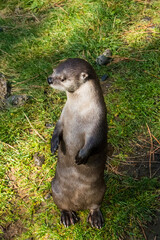 Cute river otters stand up to greet people in their enclosure. 