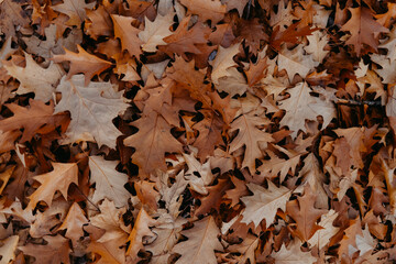 Herbst