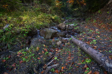 small stream in the woods