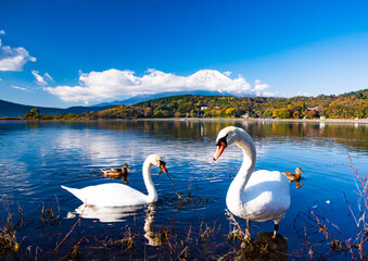 白鳥と富士山 © 文明 金本