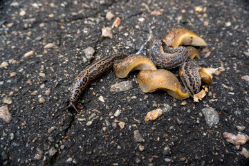 The snail moves due to the rhythmic contraction of the leg muscles