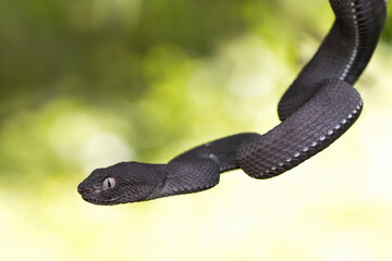 Black mangrove pit Viper closeup on branch