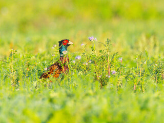 Pheasant foraging and eating caterpillar in the field