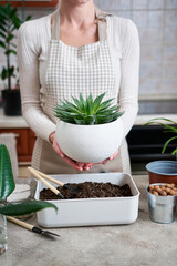 Woman holding planted Aloe Aristata Succulent Plant in white ceramic pot