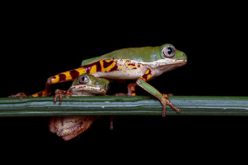Phyllomedusa hypochondrialis climbing on branch, Northern orange-legged leaf frog or tiger-legged monkey frog closeup  