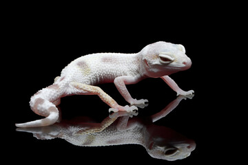 Super Snow tremper lemon frost gecko closeup on reflection