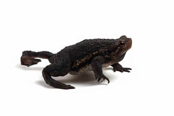 Pseudo subasper toad isolated on white background, Pseudo subasper closeup, Indonesian toad closeup