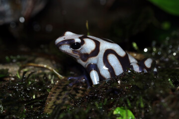 Dendrobates auratus super blue  closeup on moss, Dendrobates auratus super blue closeup