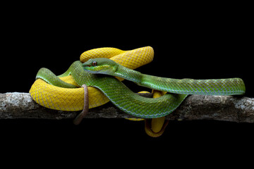 The Yellow White-lipped Pit Viper (Trimeresurus insularis), Trimeresurus insularis on branch