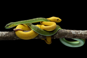 The Yellow White-lipped Pit Viper (Trimeresurus insularis), Trimeresurus insularis on branch