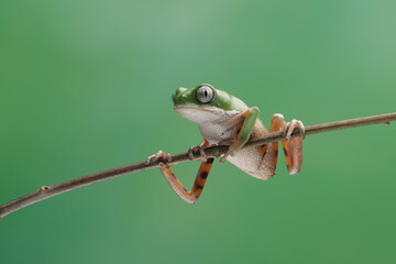 Phyllomedusa hypochondrialis climbing on branch, Northern orange-legged leaf frog or tiger-legged...