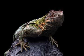 Ctenosaura similis Closeup on stone with isolated background, Ctenosaura similis lizard closeup