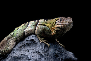 Ctenosaura similis Closeup on stone with isolated background, Ctenosaura similis lizard closeup