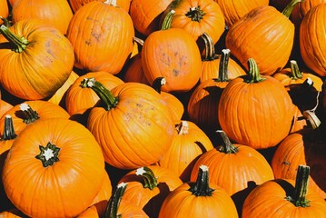 Orange Pumpkins