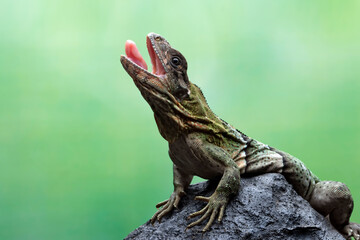 Ctenosaura similis Closeup on stone with isolated background, Ctenosaura similis lizard closeup