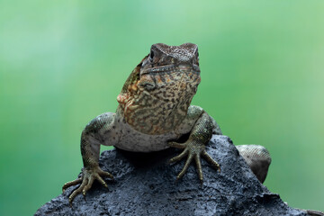Ctenosaura similis Closeup on stone with isolated background, Ctenosaura similis lizard closeup