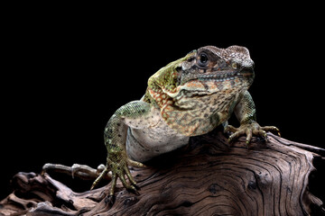 Ctenosaura similis Closeup on stone with isolated background, Ctenosaura similis lizard closeup