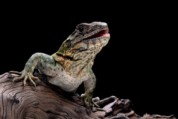 Ctenosaura similis Closeup on stone with isolated background, Ctenosaura similis lizard closeup